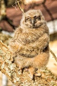 Sleepy after all the commotion