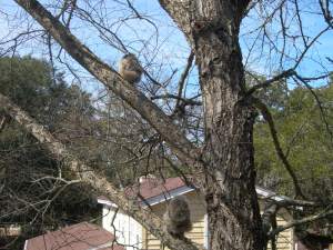 feb 22 safe on branches 002