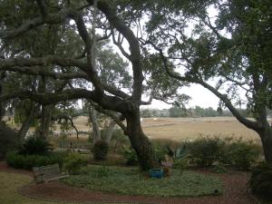 Our back garden Live Oaks