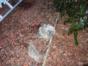 Owlet down 7th time Feb 23 002