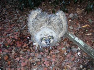 Owlet down 7th time Feb 23 003