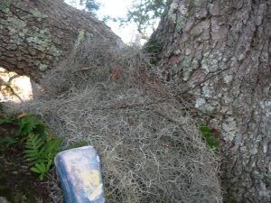 Owlet down 7th time Feb 23 005