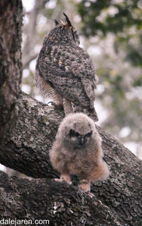 Can't wait to get my big boy/girl feathers