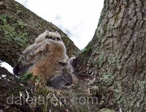 drying out feathers
