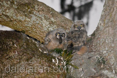 Expelling pellet. Now what do I do with this thing?