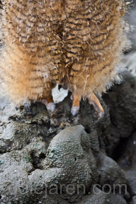 I am a wood owl, NOT a shore bird...Pluff Mud? Are you serious? 