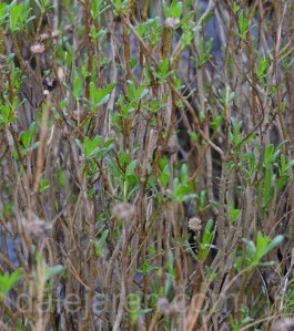 Hide and Seek in the trees...