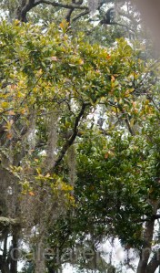 Mar 17 hide and seek in the trees