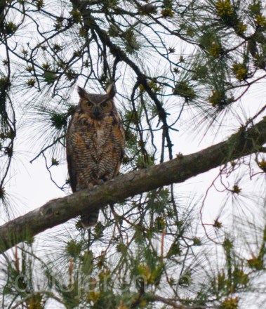 Mom watching from the tall pines