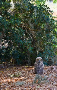 I am determined to be a marsh owlet