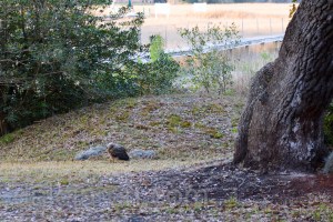 Mm begins another journey, this time across land instead of the marsh