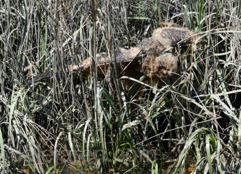 I have changed my mind about going to The ISLAND