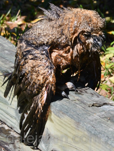 I don't know if I can make it...again...