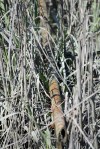 Bamboo pole