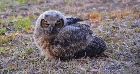 I am just taking a snooze