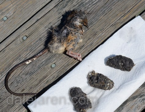 Prey of the day and corresponding owlet pellets