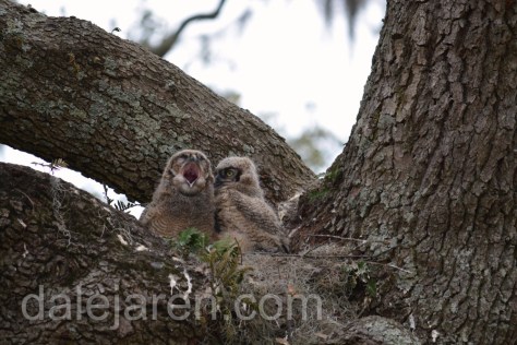 I am compacting, not singing