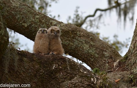 STILL waiting, watching for Mom (and/or Dad). Do not even think about cuddling up to me after you ate the WHOLE thing!