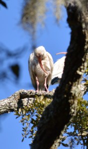 White Ibis Preening