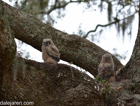 Where is MY rat? I am still waiting.....