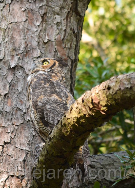 aug 21 juvenile looking to escape