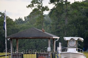 Sep 8 Owl on roof 2