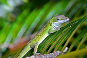 anole