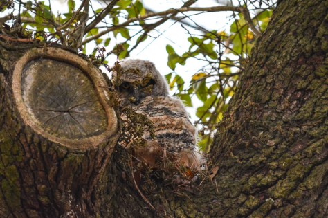 In my new location, high up in a tree