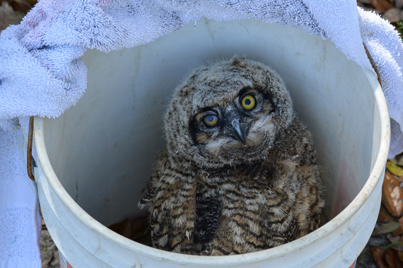 Great Horned Owl chick